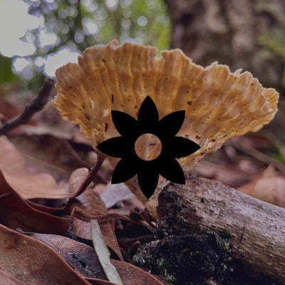 8 fascinating Australian native fungi to look for in your garden - Minimalist Gardener