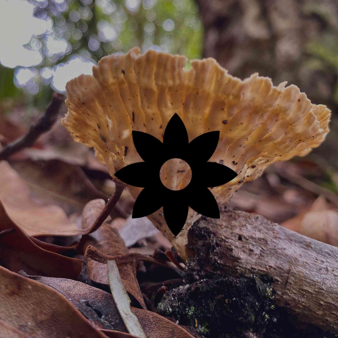 8 fascinating Australian native fungi to look for in your garden - Minimalist Gardener