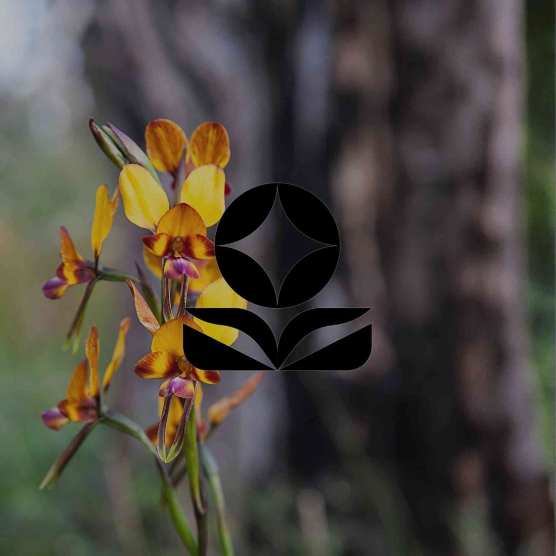 8 stunning Australian native orchids to try growing at home - Minimalist Gardener