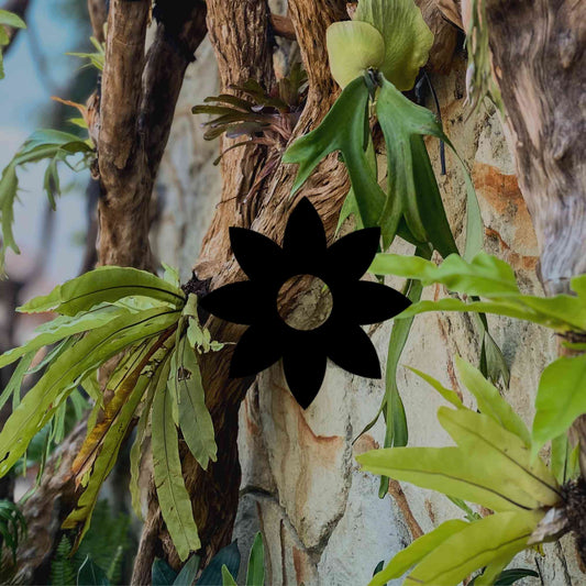Australian native epiphytes for vertical or wall gardens