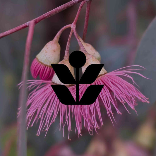Australian native garden plants that thrive in acidic soil