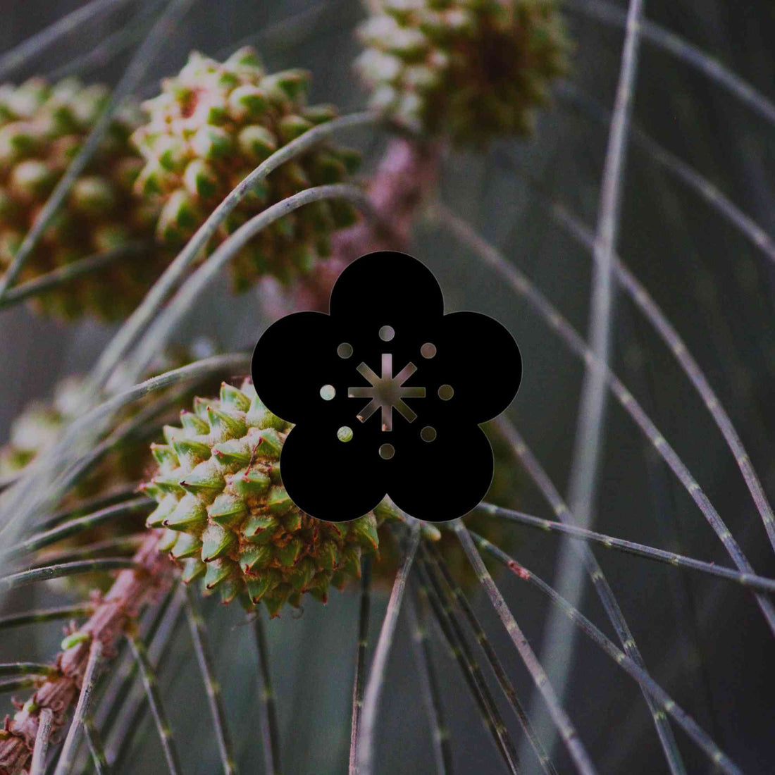 12 Australian native garden plants with a weeping or arching habit