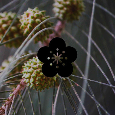 12 Australian native garden plants with a weeping or arching habit