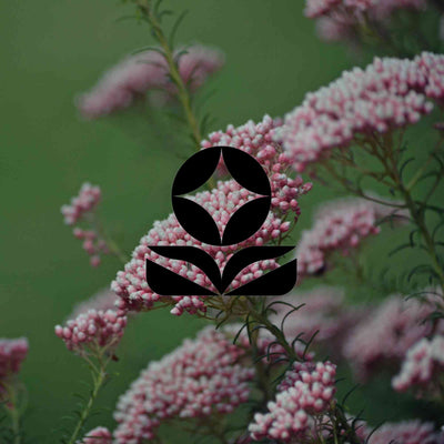 Australian native plants that can be shaped and clipped