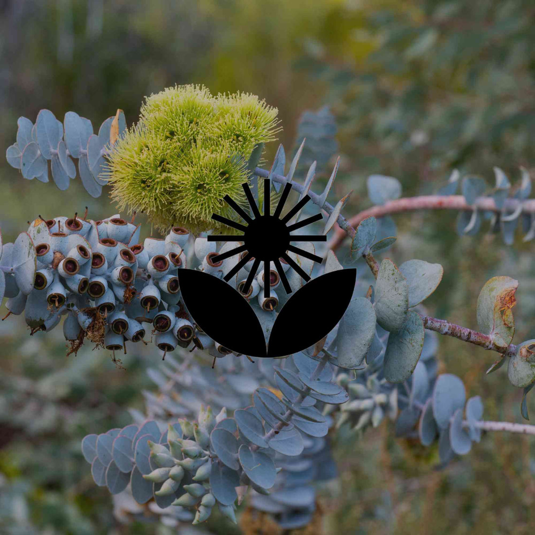 Australian natives that add colour and interest to your winter garden