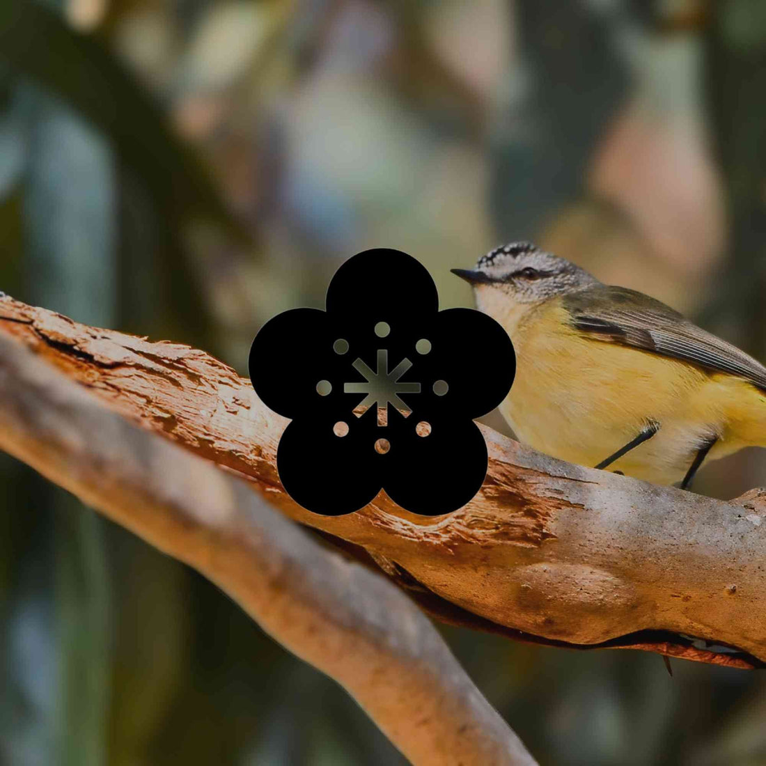 How to support wildlife in your Australian garden this spring
