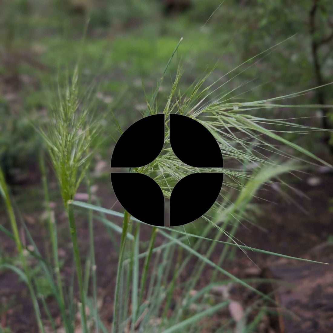 12 Australian native plants for the understorey of your garden