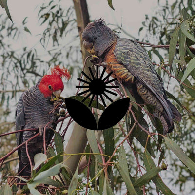 The unseen intelligence of common Australian native garden plants
