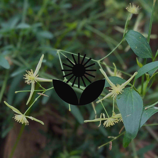 How to grow Australian native clematis by climate zone