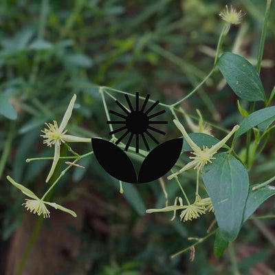 How to grow Australian native clematis by climate zone