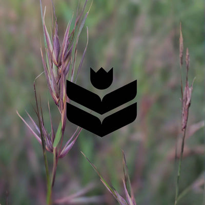 14 Australian native plants for west-facing positions