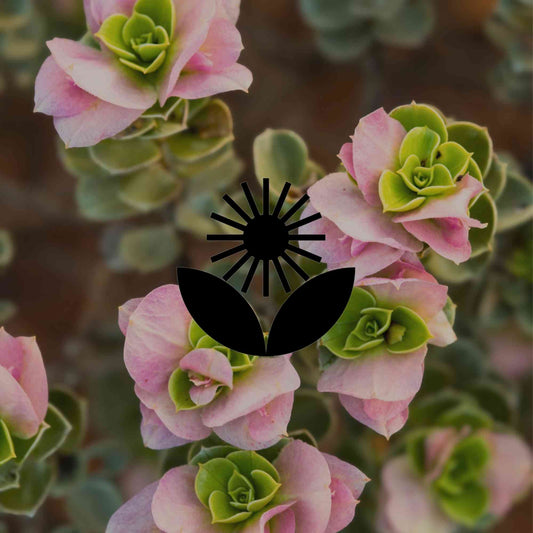 Tough, unfussy and beautiful: A guide to Australian eremophilas