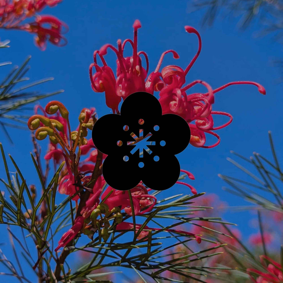 Summer tasks in an Australian native garden by climate zone