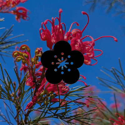 Summer tasks in an Australian native garden by climate zone