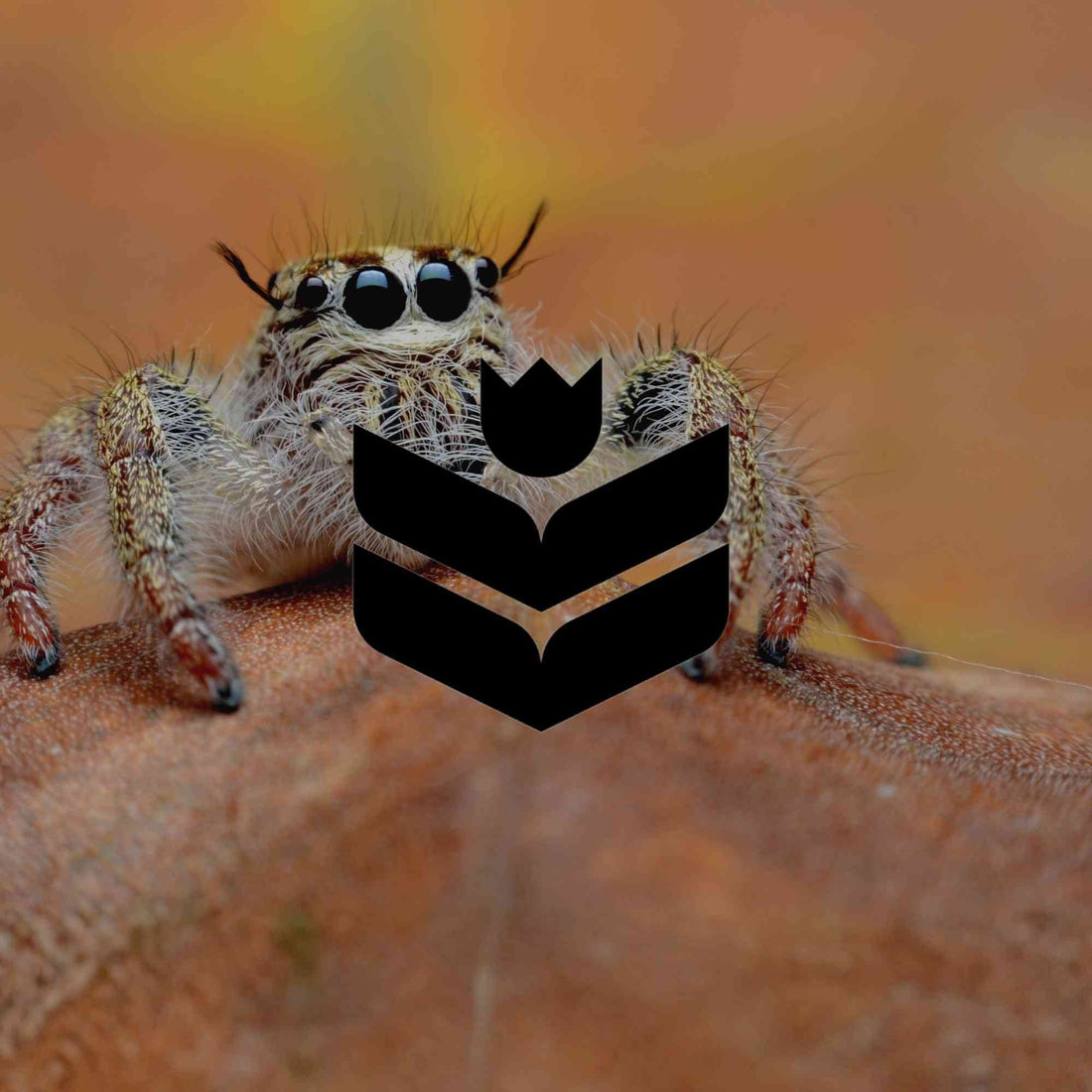 Amazing Australian garden spiders that perform natural pest control - Minimalist Gardener