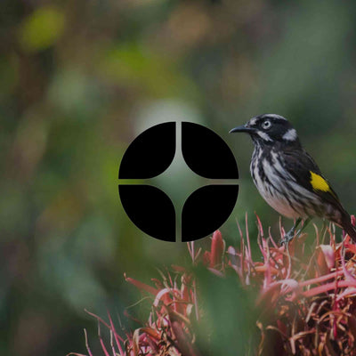 An A-Z of extraordinary Australian native plants and trees - Minimalist Gardener