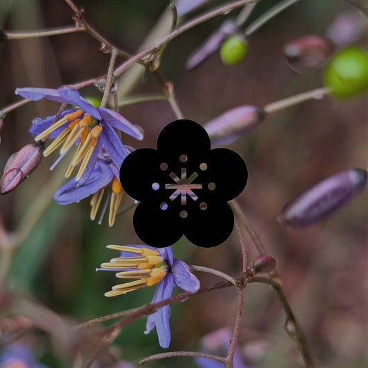 Australian native flowering plants for a stunning mass display - Minimalist Gardener