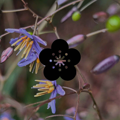 Australian native flowering plants for a stunning mass display - Minimalist Gardener