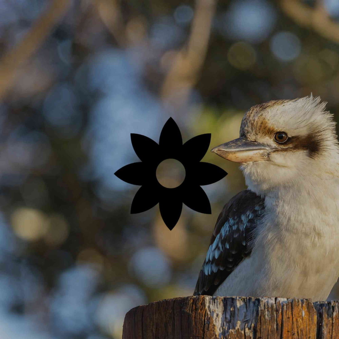 Australian native garden plants with high wildlife value - Minimalist Gardener