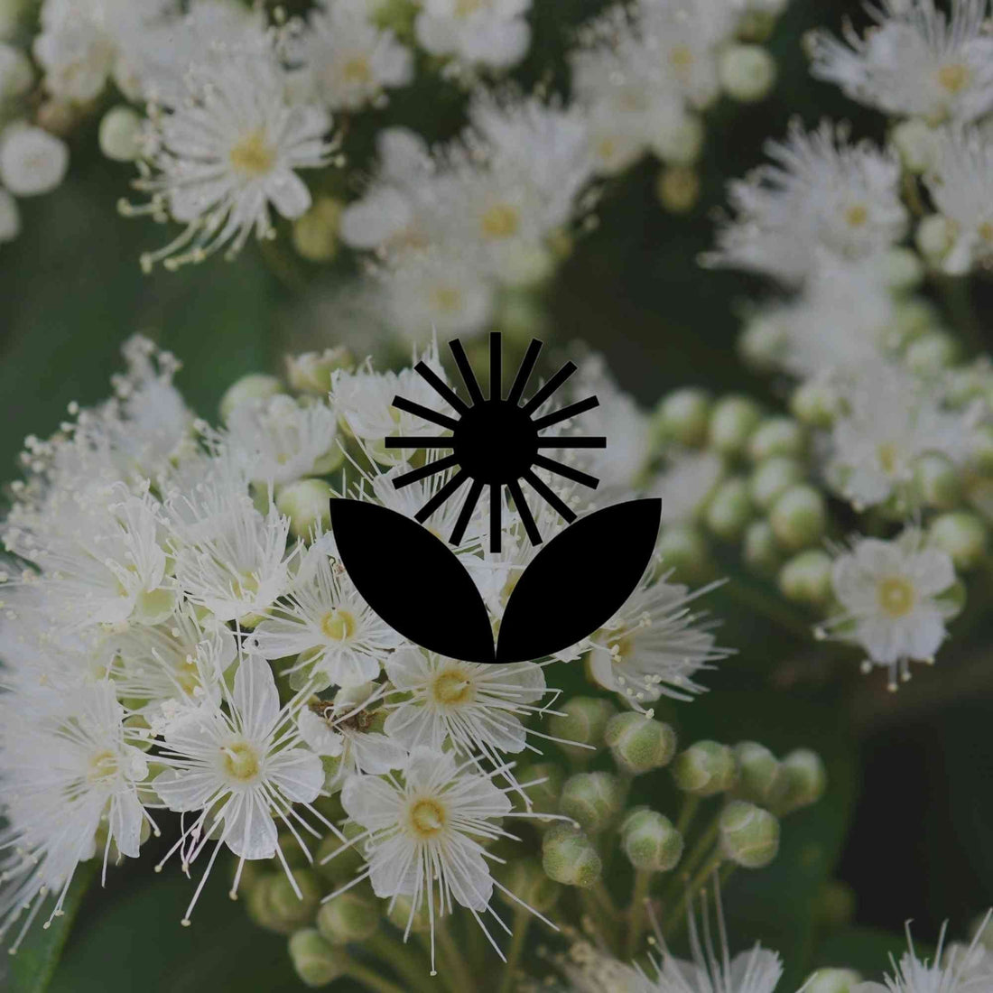 Australian native herbs you can grow in your garden - Minimalist Gardener