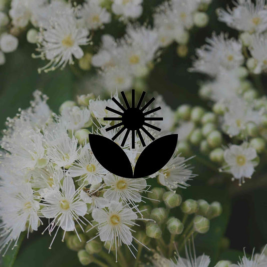 Australian native herbs you can grow in your garden - Minimalist Gardener