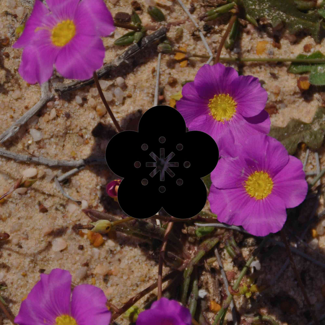 Australian native plants for every kind of dry garden - Minimalist Gardener