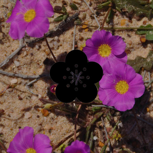 Australian native plants for every kind of dry garden - Minimalist Gardener