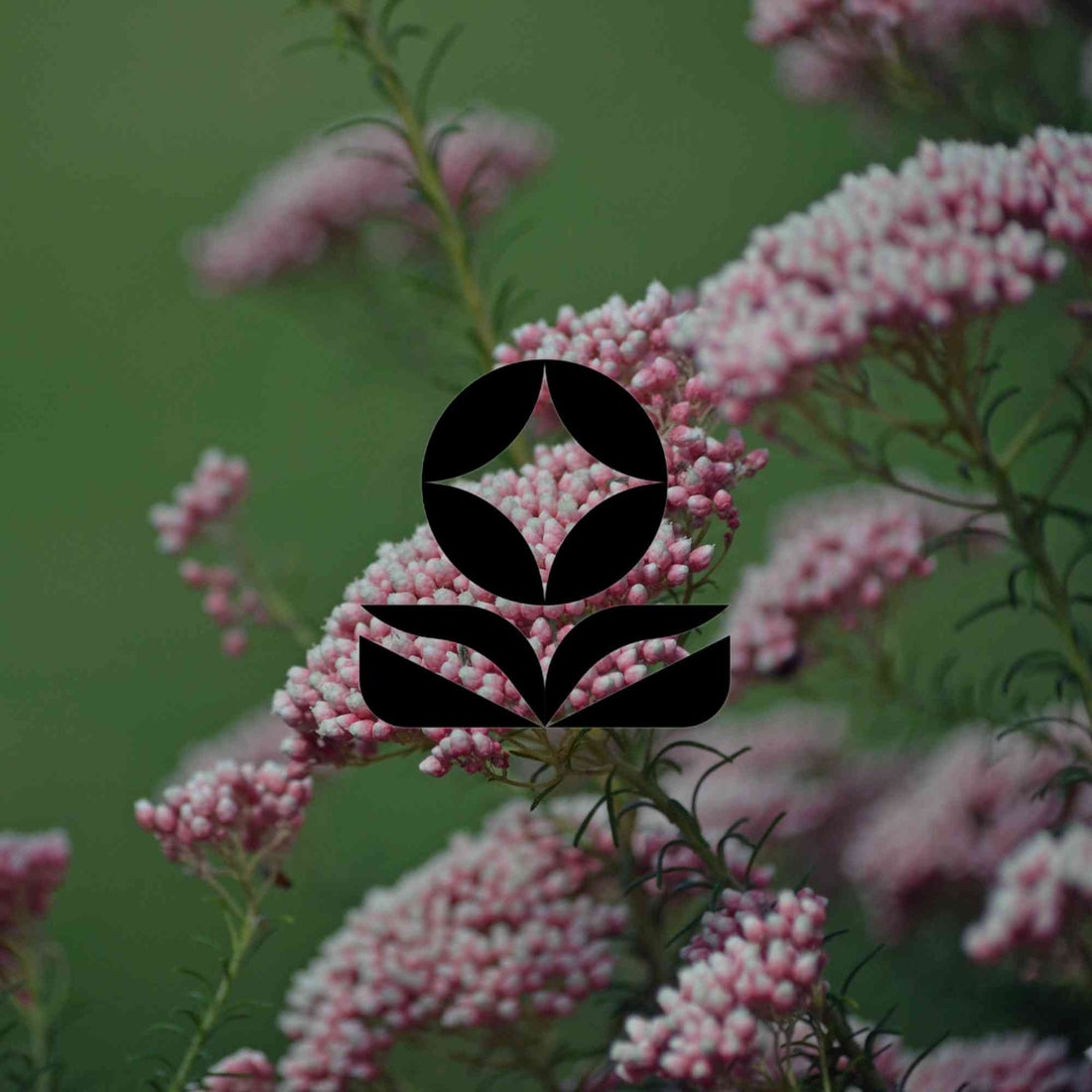 Australian native plants that can be shaped and clipped - Minimalist Gardener