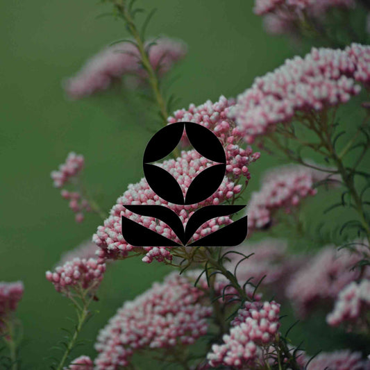 Australian native plants that can be shaped and clipped - Minimalist Gardener