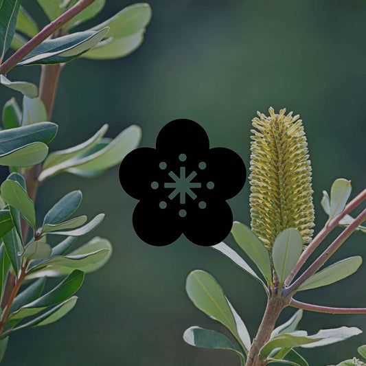 Australian native plants that help your garden grow - Minimalist Gardener