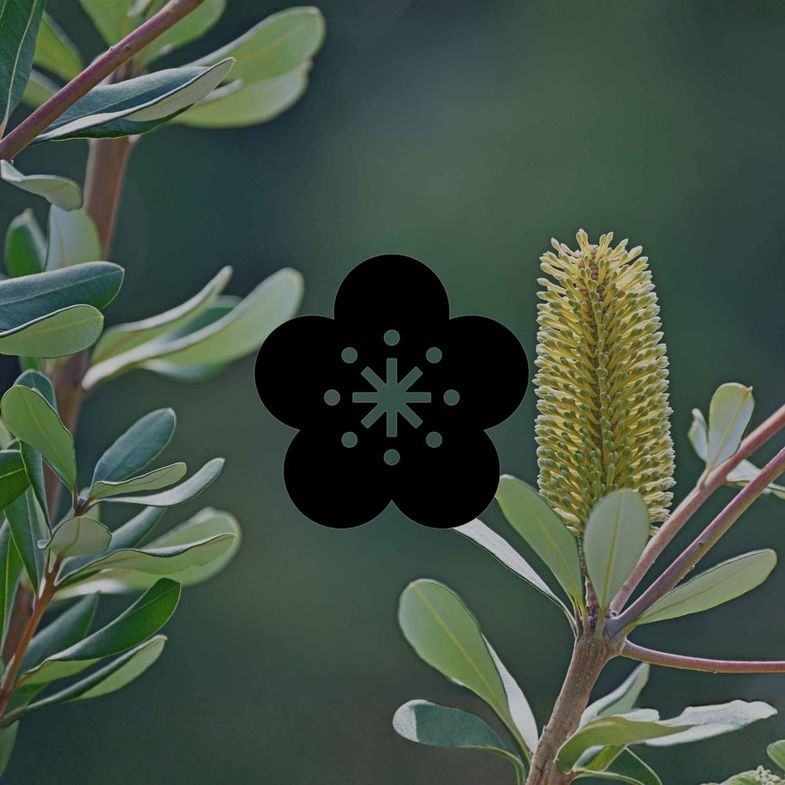 Australian native plants that help your garden grow - Minimalist Gardener