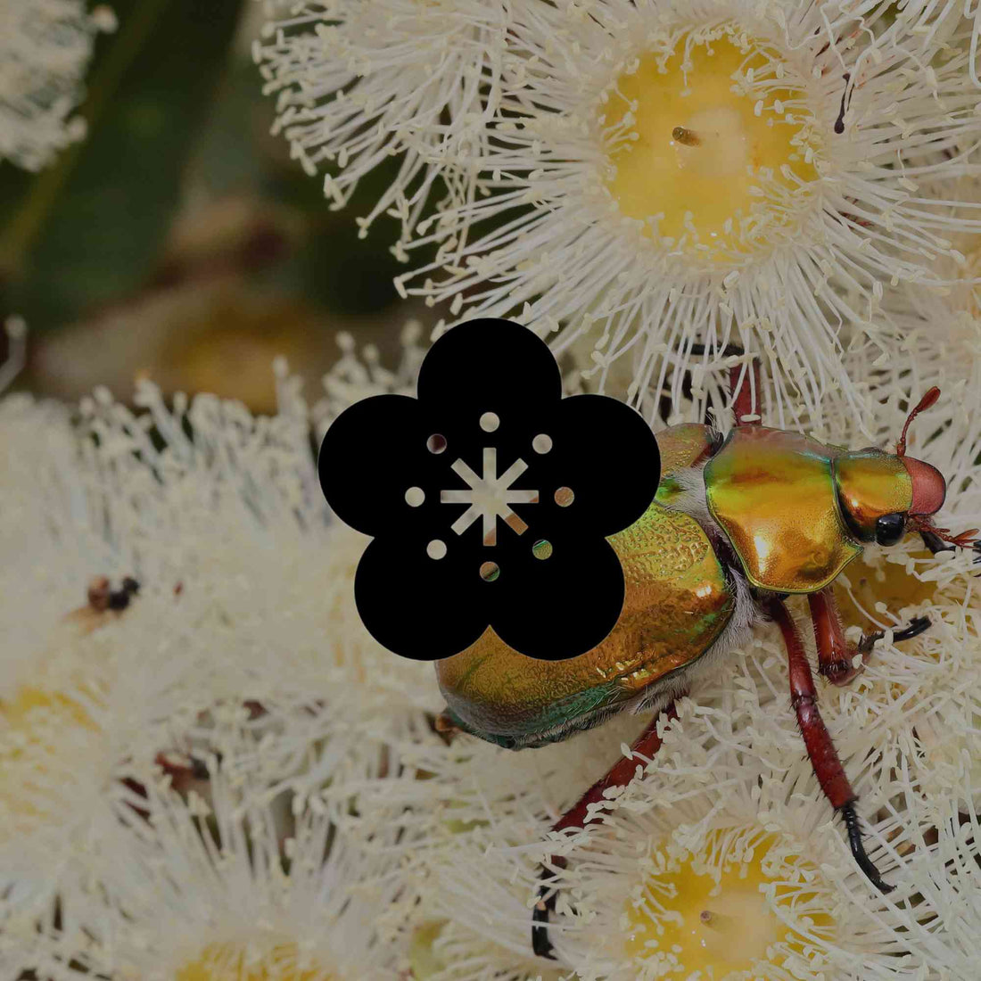 Australian native plants that support pollinators in decline - Minimalist Gardener