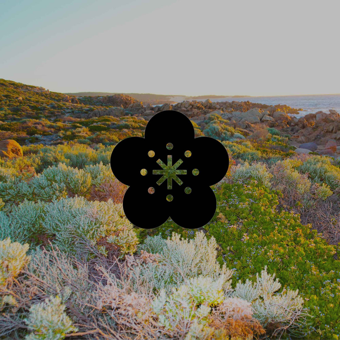 Australian native plants that survive drought or low water - Minimalist Gardener