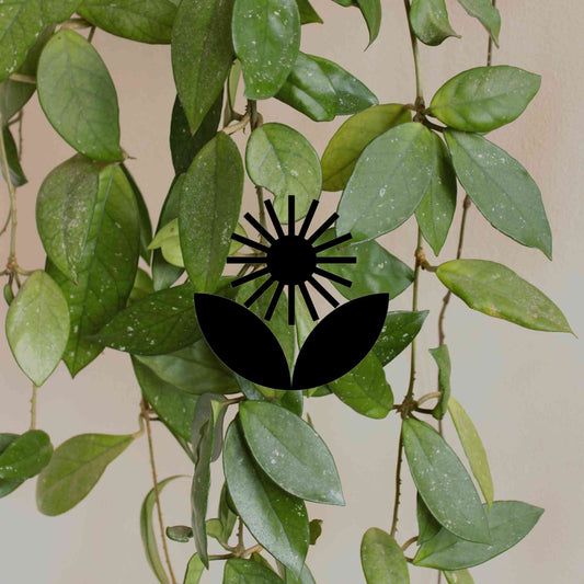 Australian native plants that you can grow indoors - Minimalist Gardener