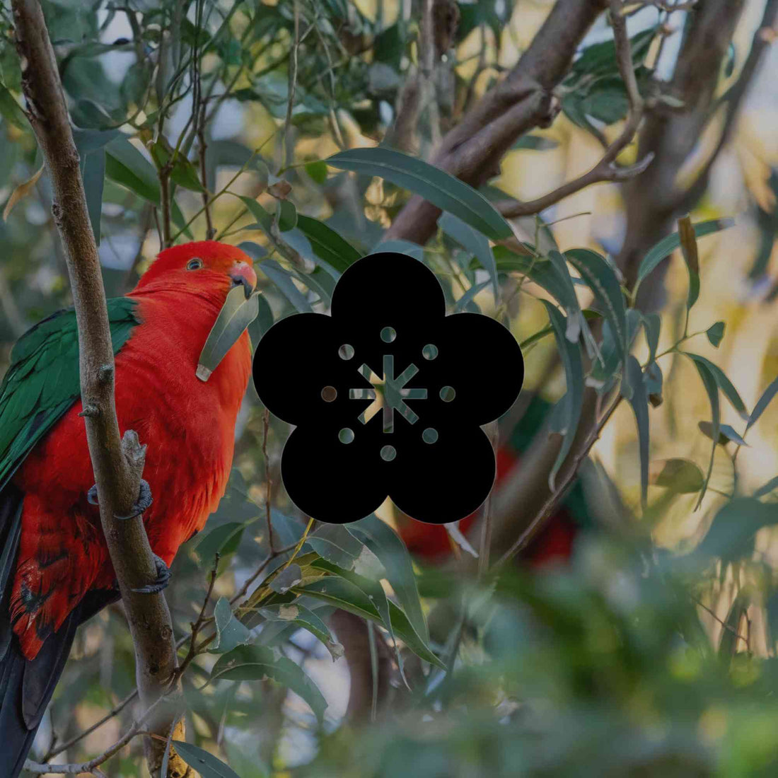 Australian native plants to grow under eucalyptus trees - Minimalist Gardener