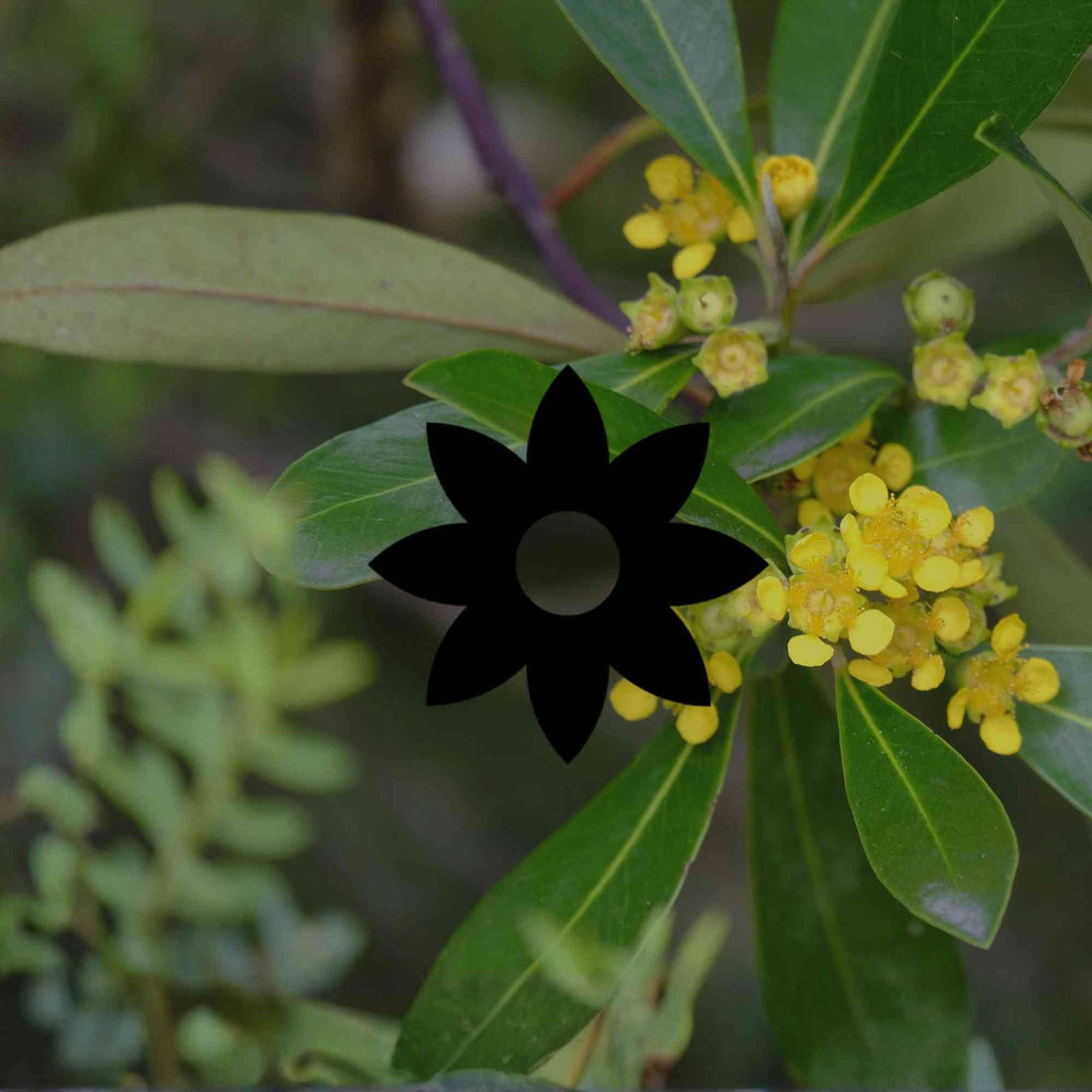 Australian native plants with fire-retardant properties - Minimalist Gardener