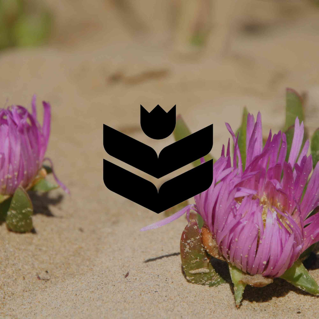 Australian native succulents adapted to drought and heat - Minimalist Gardener
