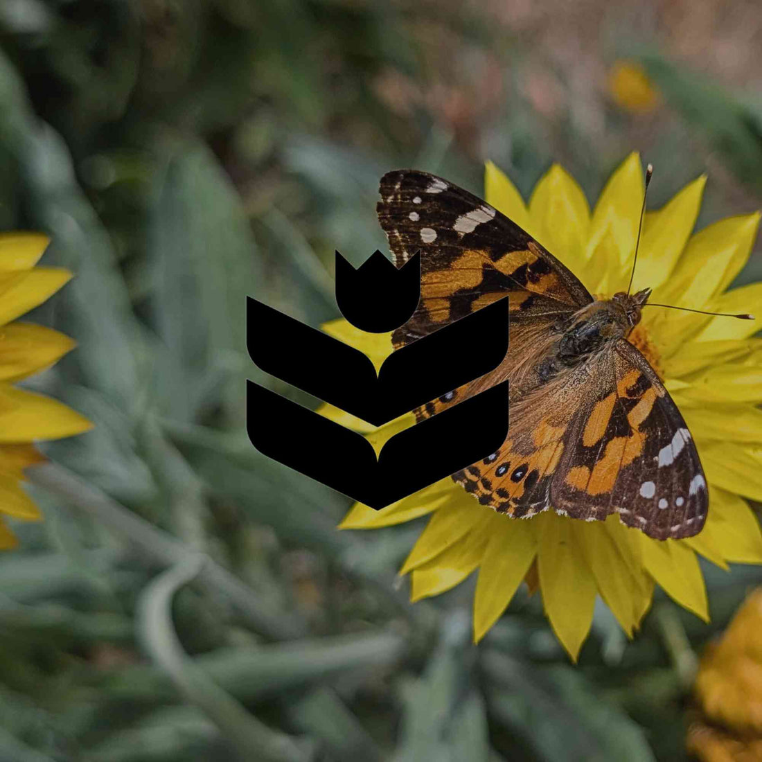 Australian natives for butterflies at every stage of their lifecycle - Minimalist Gardener