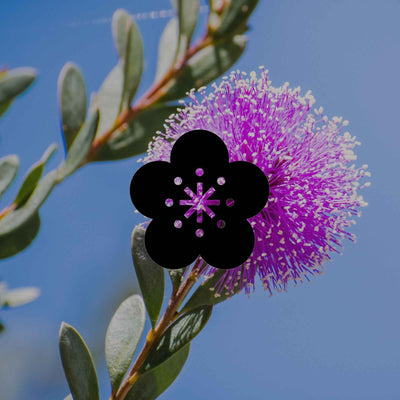 Australian natives that can cool your garden in summer - Minimalist Gardener