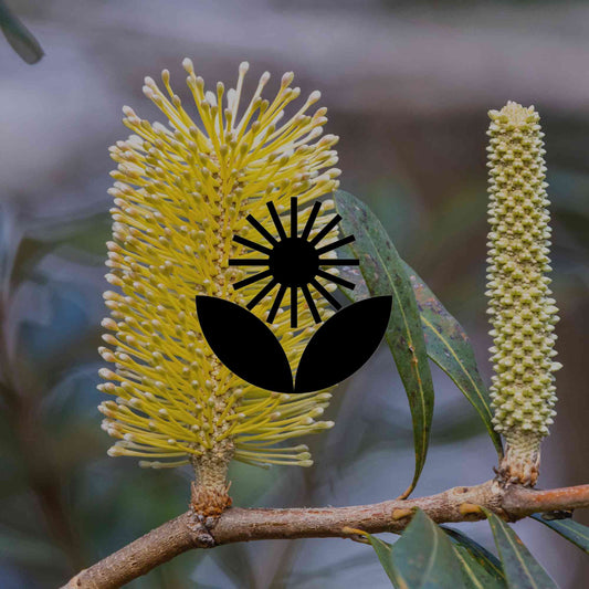 Australian natives to create a coastal heath garden at home - Minimalist Gardener