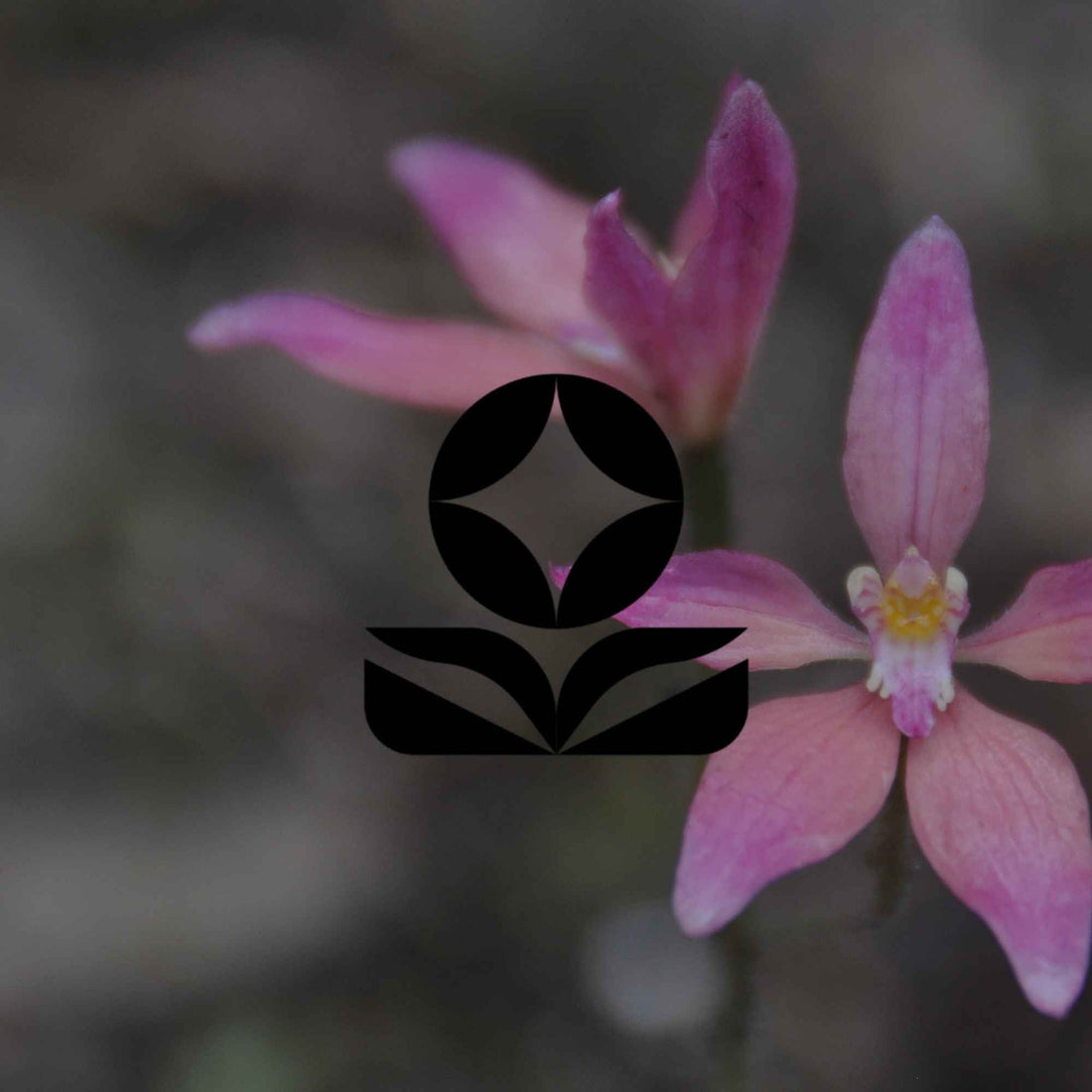 Australia’s weirdest, wildest and hard-to-believe native plants - Minimalist Gardener
