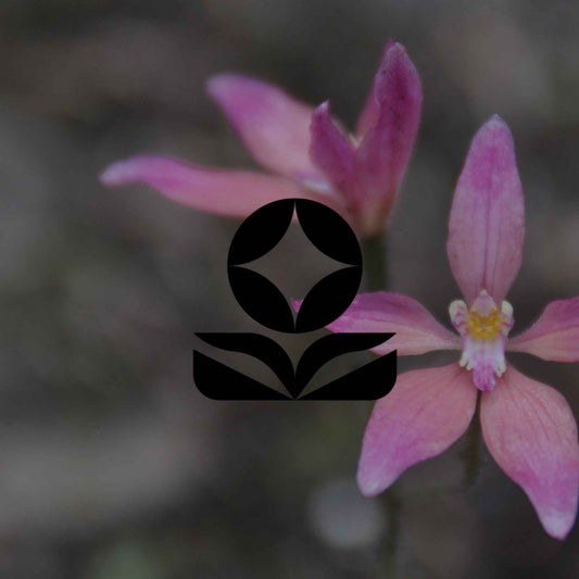Australia’s weirdest, wildest and hard-to-believe native plants - Minimalist Gardener