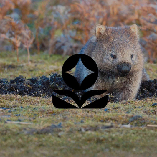 Australia’s wildlife is in real trouble. Can a native garden help? - Minimalist Gardener