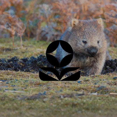 Australia’s wildlife is in real trouble. Can a native garden help? - Minimalist Gardener