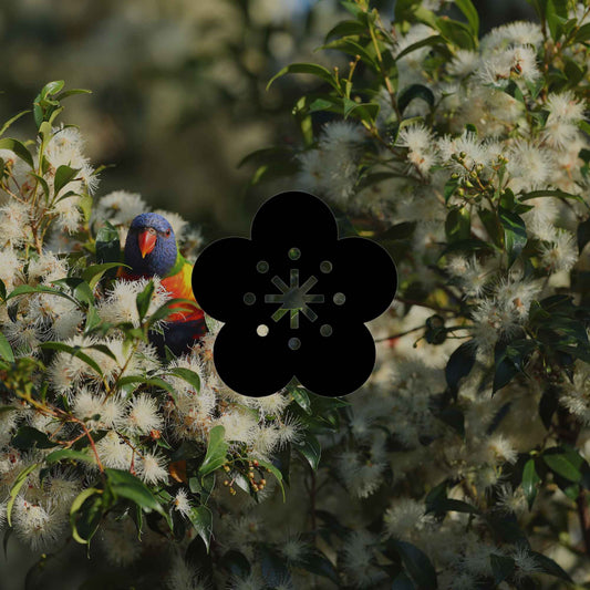 Common issues with Australian native plants and how to treat them - Minimalist Gardener