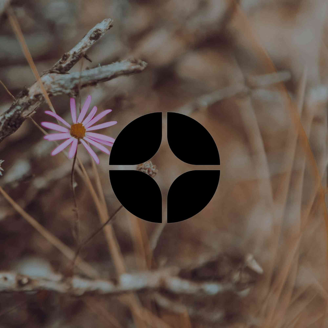 Create a native wildflower meadow in your Australian garden - Minimalist Gardener