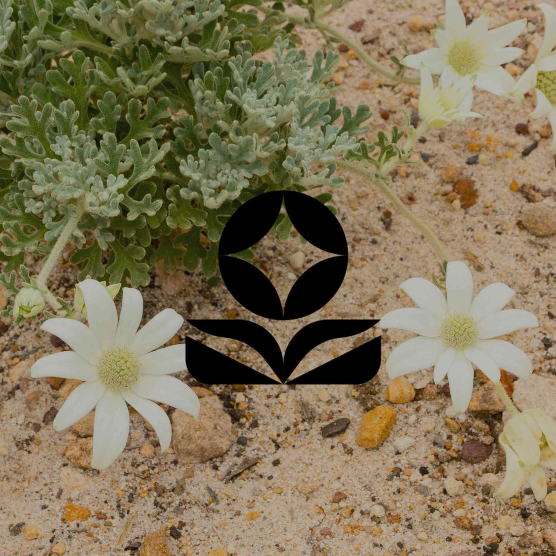 Create a soft, pastel cottage garden with Australian native plants - Minimalist Gardener