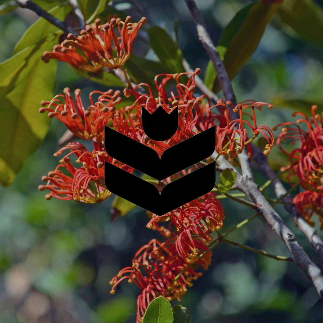 Create a tropical style garden with these 18 Australian natives - Minimalist Gardener