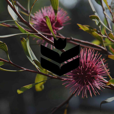 Cute as a button: Australian native flowers for pollinators - Minimalist Gardener