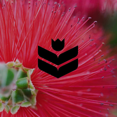 Easy Australian plants to try if you're new to native gardening - Minimalist Gardener
